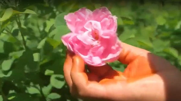 Rosenzauber, Foto: TV-Sender Arte